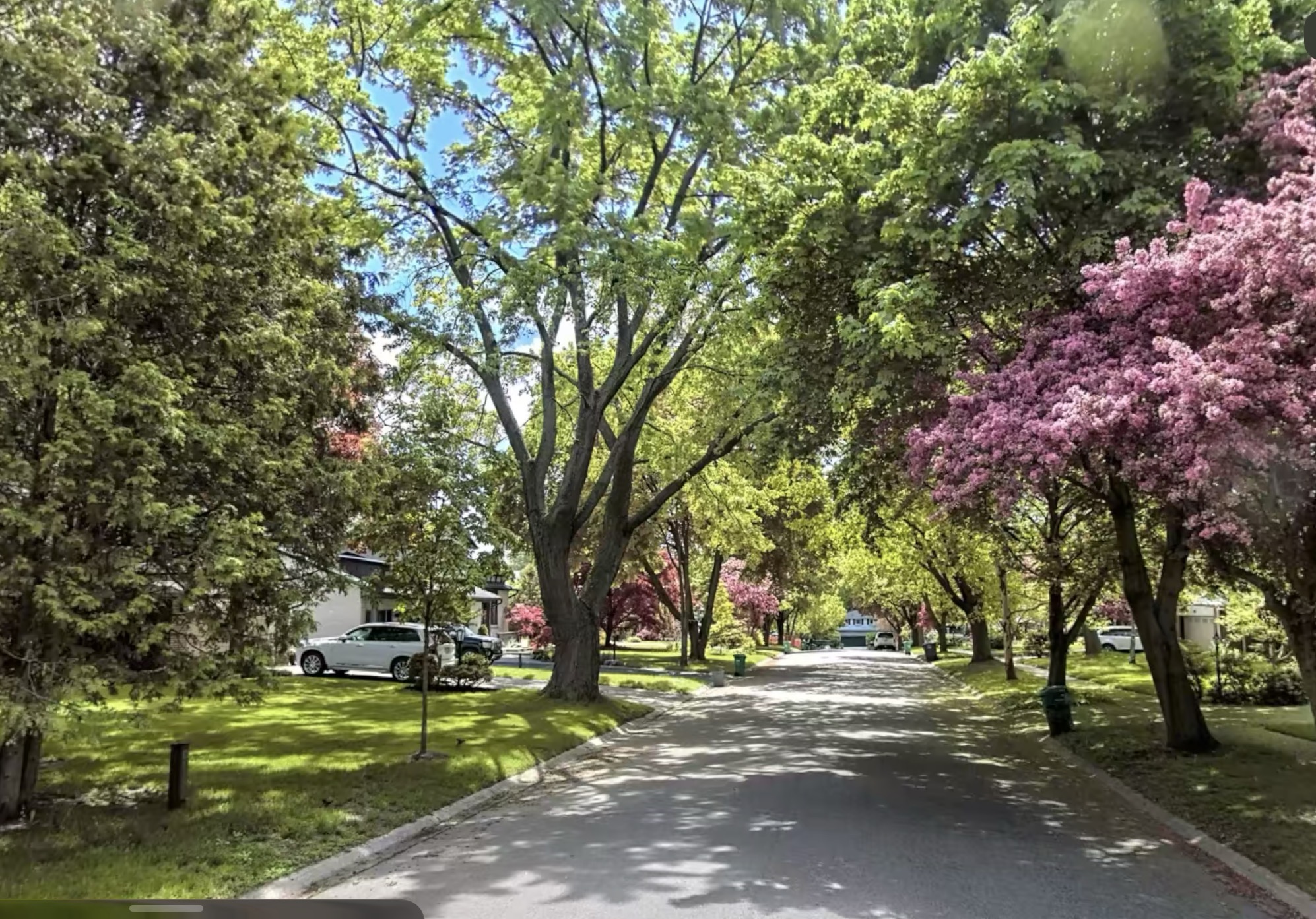 The tree-lined Clarkson street where Joe Colangelo grew up, spring blossoms over the road